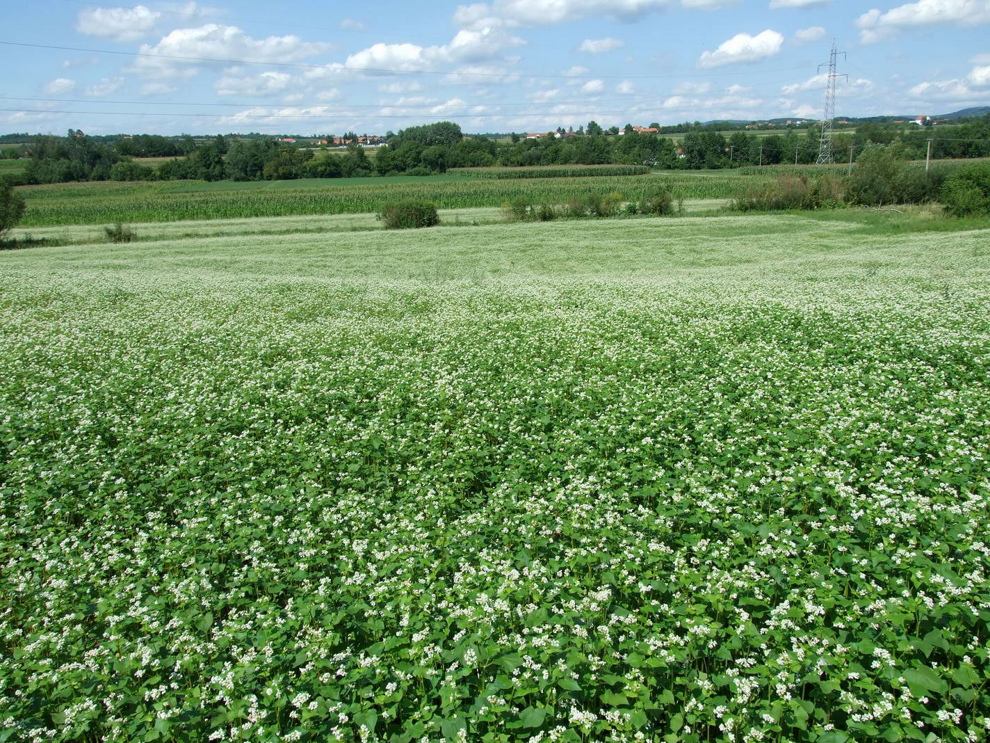 topografska karta vitovnice